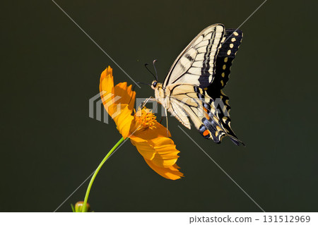 Kivana cosmos and a quiverfish Kivana cosmos and a quiverfish 131512969