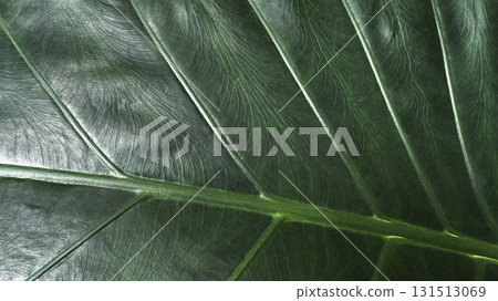 Dark green leaf texture background with copy space 131513069