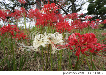 群集孤挺花 群集孤挺花 131513812