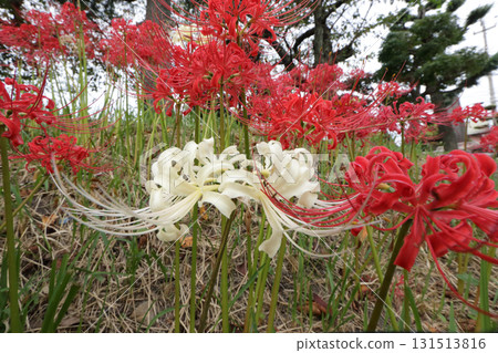 群集孤挺花 群集孤挺花 131513816