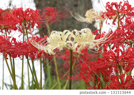 Cluster of cluster amaryllis Cluster of cluster amaryllis 131513844
