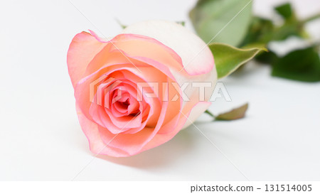 beautiful pink rose flower isolated on white background, valentine day 131514005