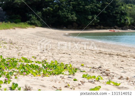 海岸邊的白沙灘與綠色植物 海岸邊的白沙灘與綠色植物 131514052