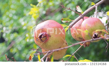 Pomegranate fruits that will soon be ripe to eat 131514168