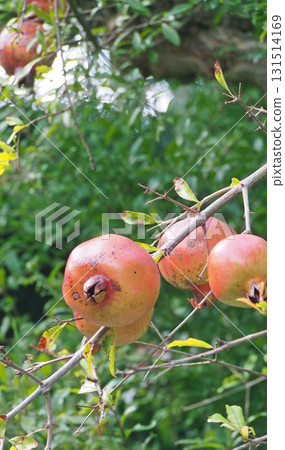 Pomegranate fruits that will soon be ripe to eat 131514169