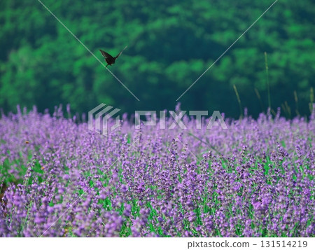 夏天的北海道南富良野市金山湖薰衣草園 131514219