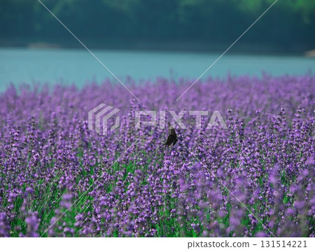 Summer in Minamifurano, Hokkaido, Lake Kanayama Lavender Garden Summer in Minamifurano, Hokkaido, Lake Kanayama Lavender Garden 131514221