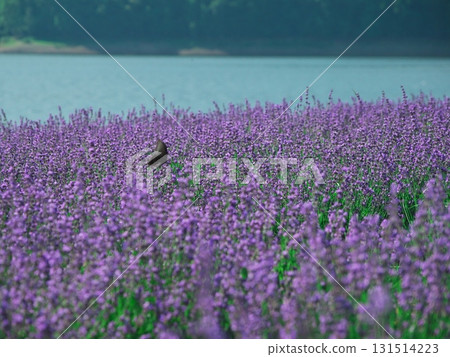 Summer in Minamifurano, Hokkaido, Lake Kanayama Lavender Garden Summer in Minamifurano, Hokkaido, Lake Kanayama Lavender Garden 131514223