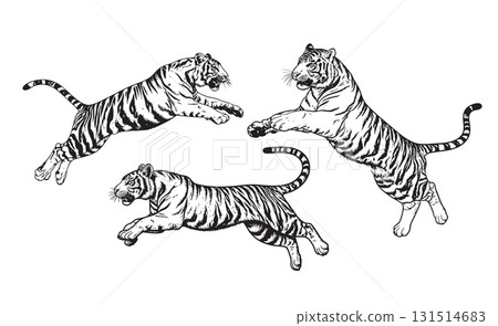 Dynamic black and white set of Tigers leaping and running in full stride, highlighting their striped coat pattern. Wild Animals. 131514683