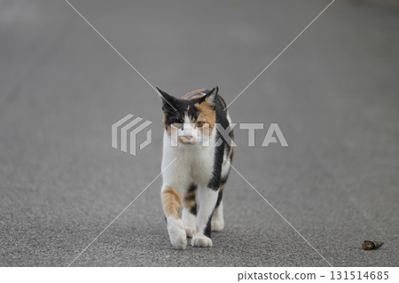 A Sakuraneko bravely goes out hunting A Sakuraneko bravely goes out hunting 131514685