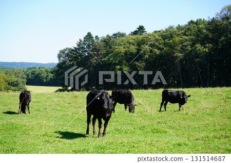乳牛安靜地吃草 131514687