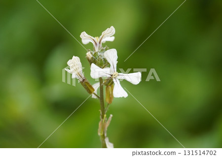 Arugula white flowers 131514702