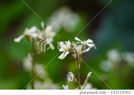 芝麻菜 白花 芝麻菜 白花 131514703