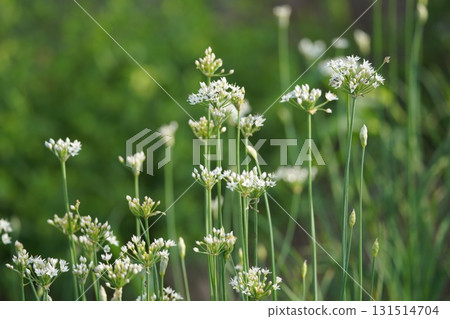 韭菜花在清晨的陽光下閃閃發光 韭菜花在清晨的陽光下閃閃發光 131514704