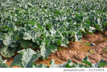 Rows of growing broccoli on field Rows of growing broccoli on field 131514978