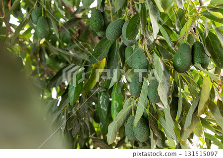 Green avocados hanging on leafy tree Green avocados hanging on leafy tree 131515097