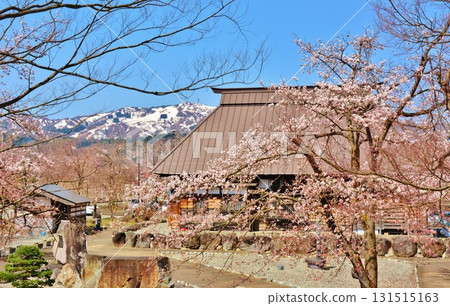 新潟縣南魚沼市六日町錢淵公園的櫻花 新潟縣南魚沼市六日町錢淵公園的櫻花 131515163