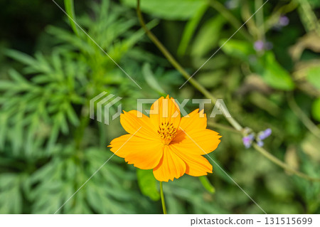黃波斯菊 黃波斯菊 131515699
