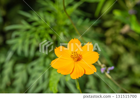 黃波斯菊 黃波斯菊 131515700