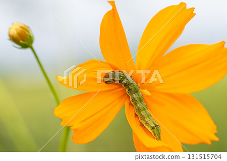 Helicoverpa armigera larvae on yellow cosmos flowers Helicoverpa armigera larvae on yellow cosmos flowers 131515704