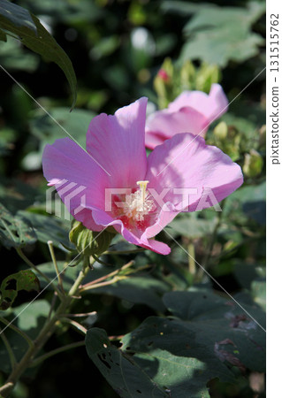 Mukugawa no Hana 131515762