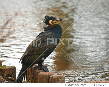 鸕鶿在路邊休息 鸕鶿在路邊休息 131515773