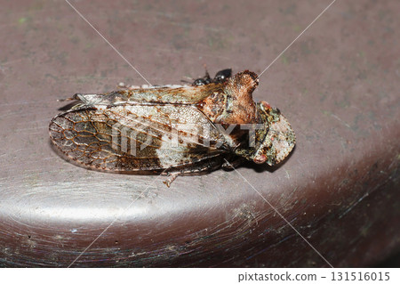 蚯蚓(昆蟲) 蚯蚓(昆蟲) 131516015