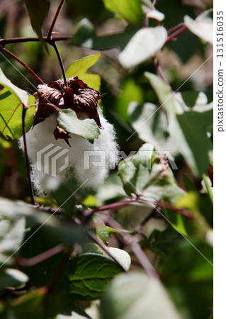 棉花樹 131516035
