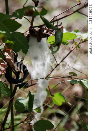 Cotton tree Cotton tree 131516038