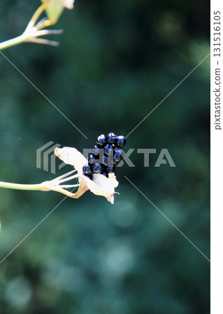 紐巴達瑪水果 131516105