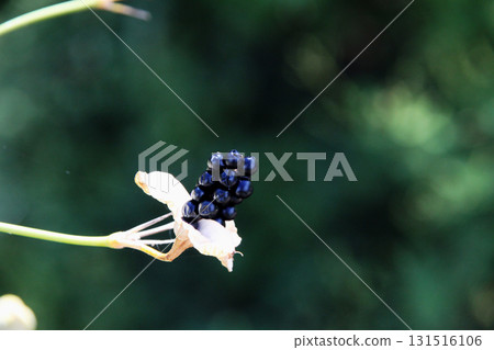 紐巴達瑪水果 131516106