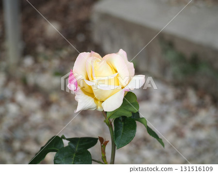 Pale rose flower 131516109