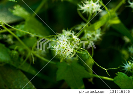 Gokizuru (a vine with a vine) on the Yasuragi Embankment of the Shinano River 131516166