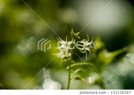 信濃川五木鶴和安城堤防 131516167