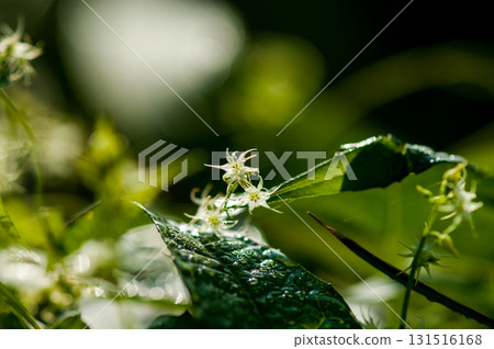 信濃川五木鶴和安城堤防 131516168