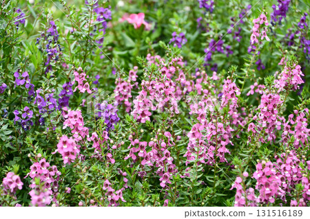 Angelonia Angelonia 131516189