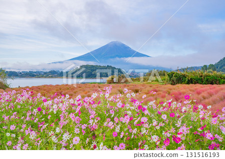 [Yamanashi Prefecture] Autumn at Kawaguchiko Oishi Park: Cosmos and Kochia in Full Bloom, with Mount Fuji Beyond 131516193