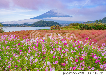 [Yamanashi Prefecture] Autumn at Kawaguchiko Oishi Park: Cosmos and Kochia in Full Bloom, with Mount Fuji Beyond 131516194