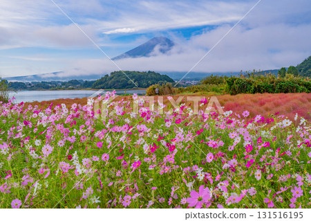 【山梨縣】河口湖大石公園的秋天：大波斯菊和掃帚草盛開，遠眺富士山 131516195