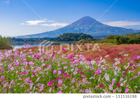 [Yamanashi Prefecture] Autumn at Kawaguchiko Oishi Park: Cosmos and Kochia in Full Bloom, with Mount Fuji Beyond 131516198