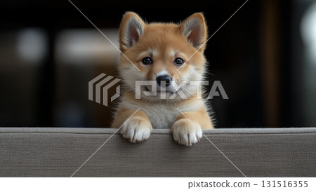 Shiba Inu Shiba Inu 131516355