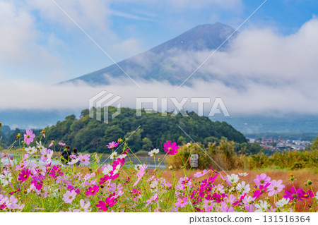【山梨郡】河口湖大石公園的秋天：大波斯菊盛開的背後是富士山 131516364