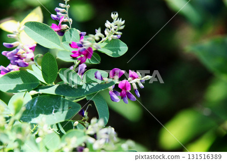 萩花 131516389