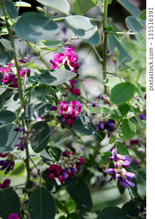 萩花 萩花 131516391