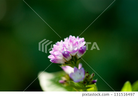 Mizo soba on the Shinano river and Yasuragi embankment 131516497