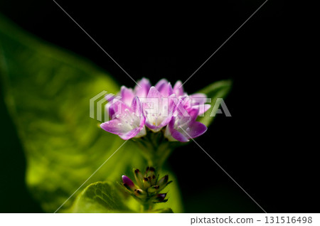 Mizo soba on the Shinano river and Yasuragi embankment Mizo soba on the Shinano river and Yasuragi embankment 131516498