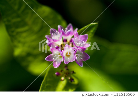 Mizo soba on the Shinano river and Yasuragi embankment 131516500