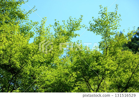 Refreshing green maple forest Refreshing green maple forest 131516529