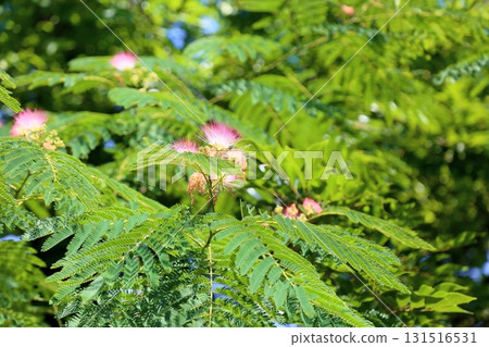 可愛的合歡樹花 可愛的合歡樹花 131516531