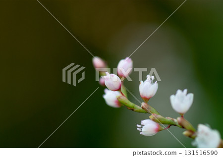 Shirobana Sakura Tade on the Yasuragi Embankment of the Shinano River 131516590
